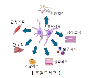 신경조직 심장조직 혈구세포 상피세포 지방세포 간조직 근육조직등 조혈모세포의 역활의 예시