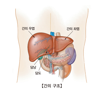 급성 B형 간염