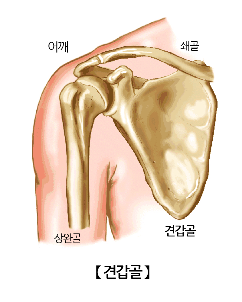 견갑골