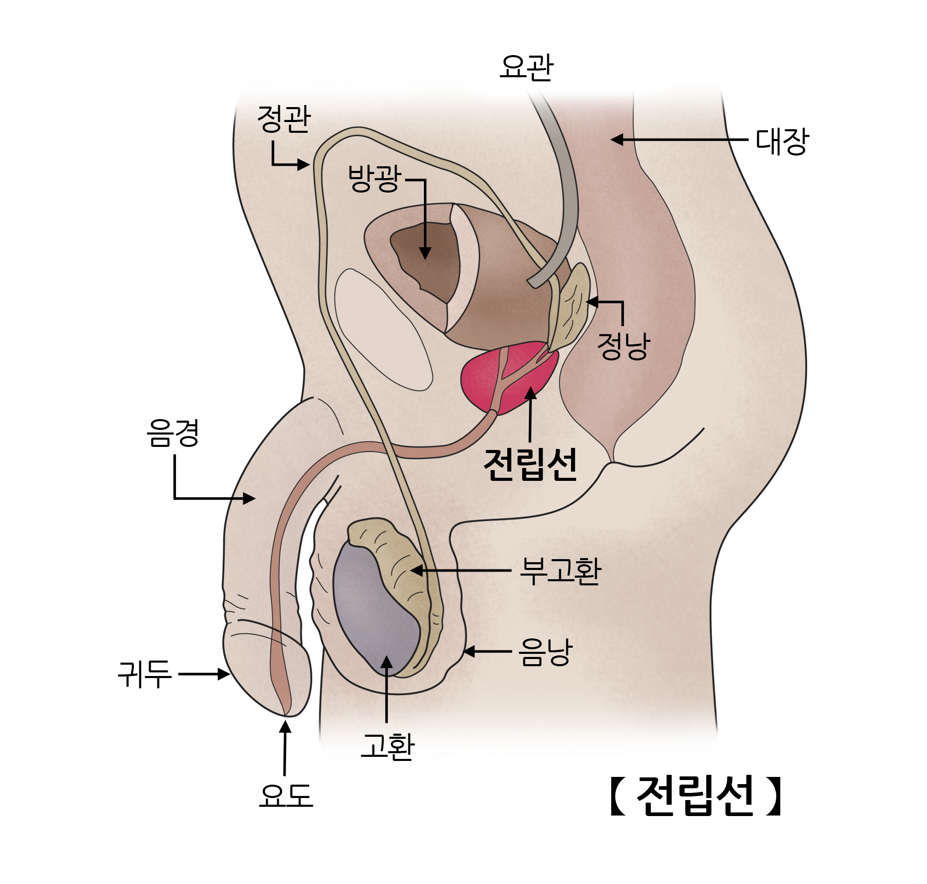 전립선