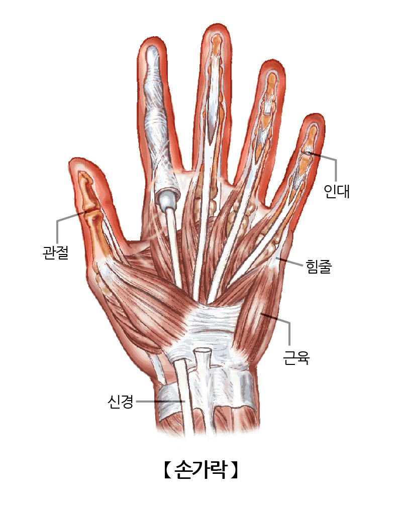 손가락