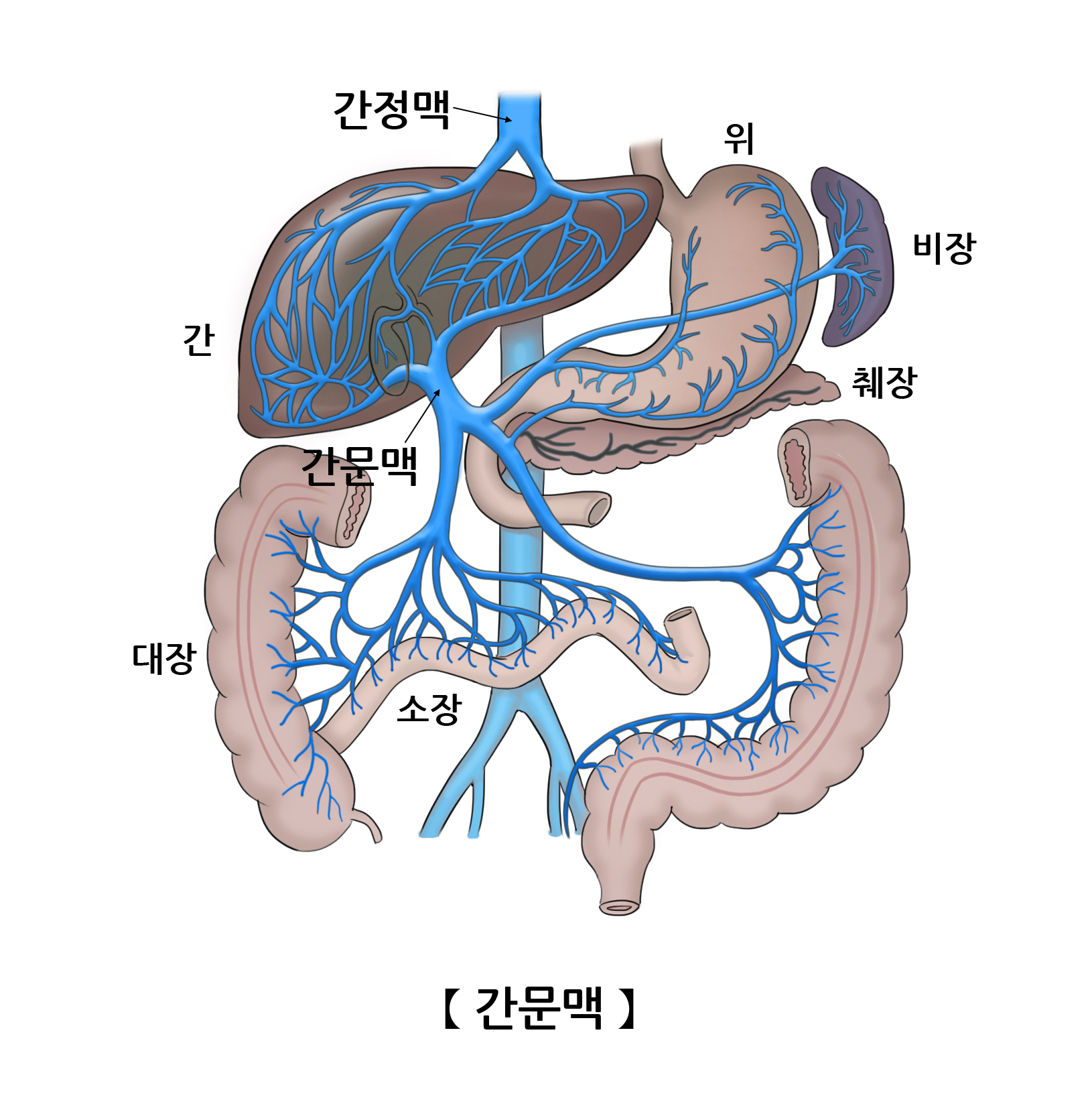 간문맥