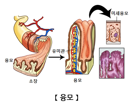 융모