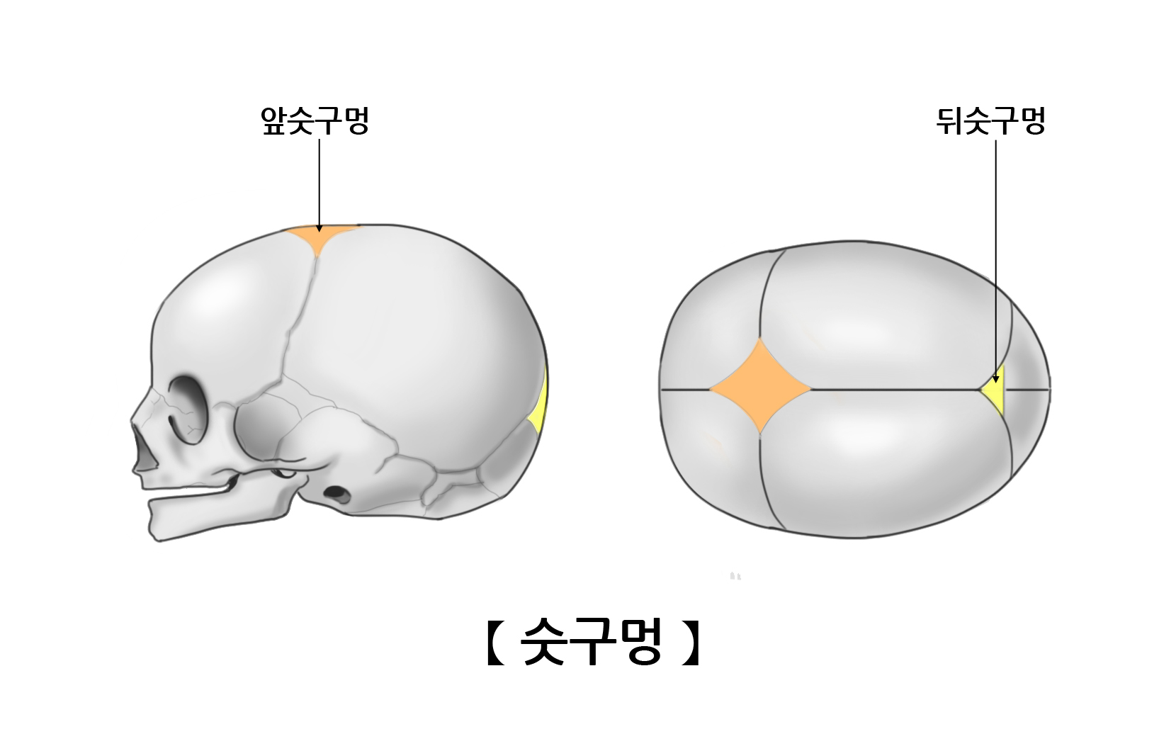 숫구멍