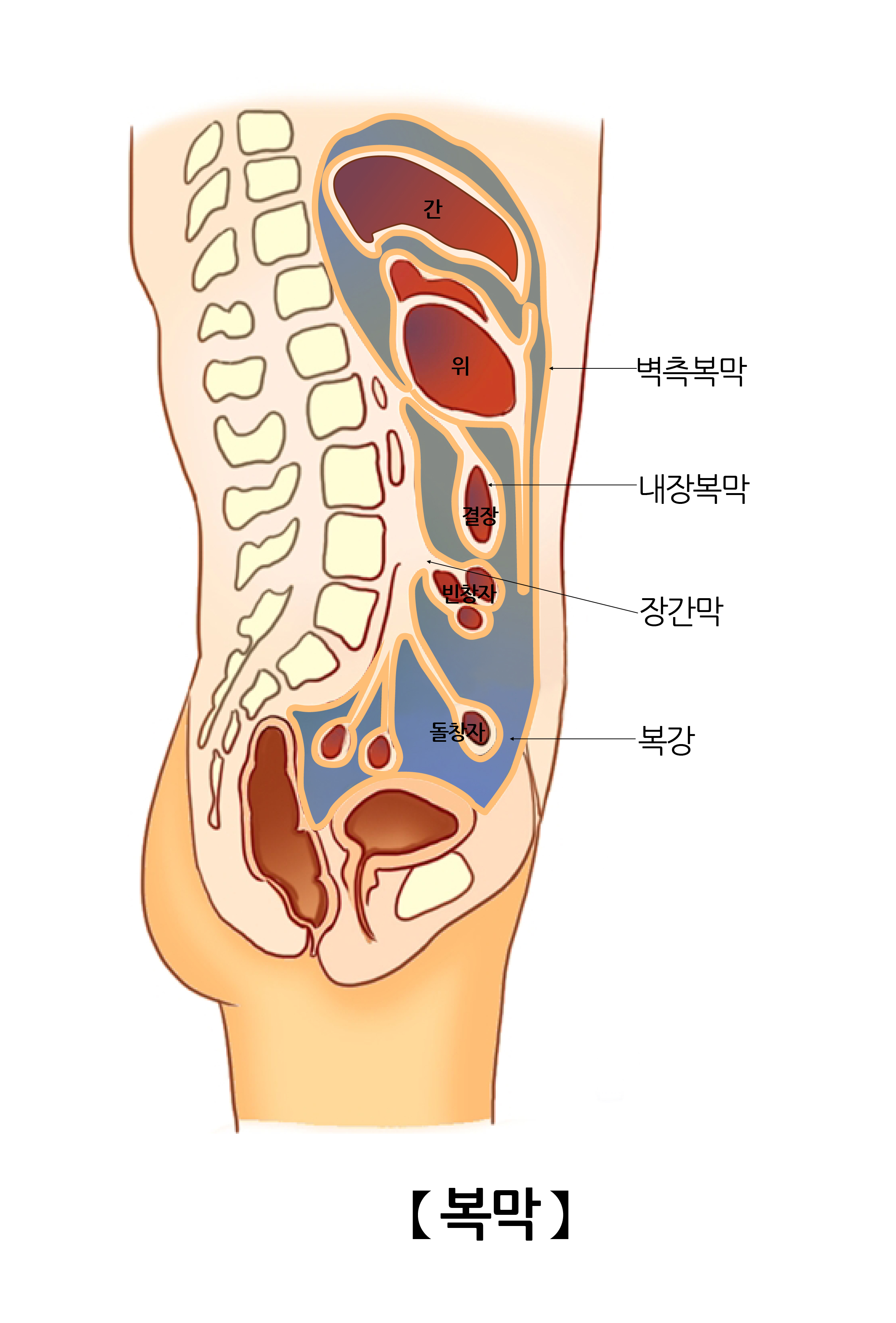 복막