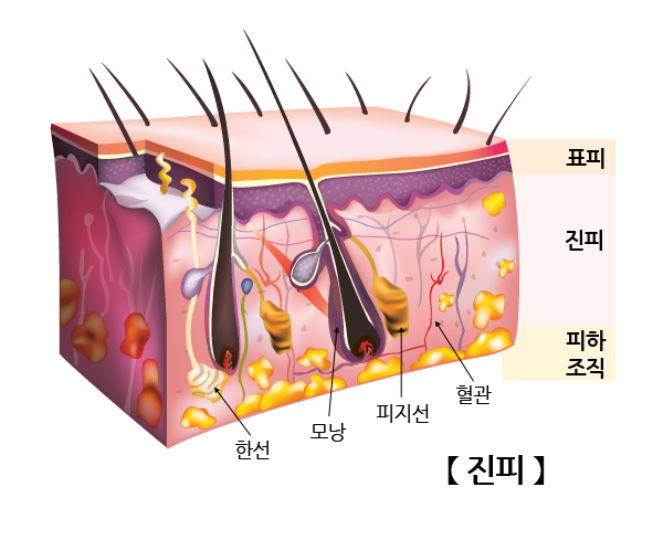 진피