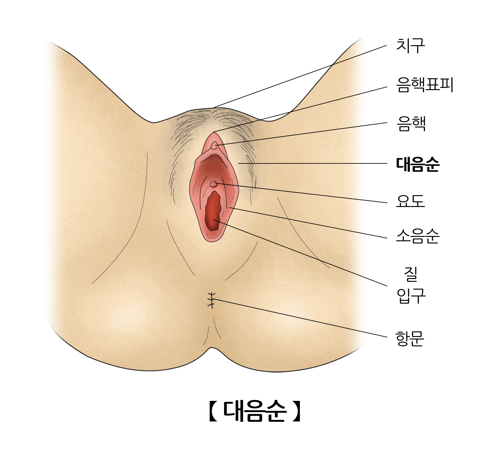 대음순