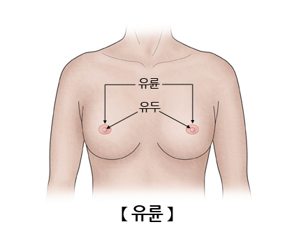 유륜